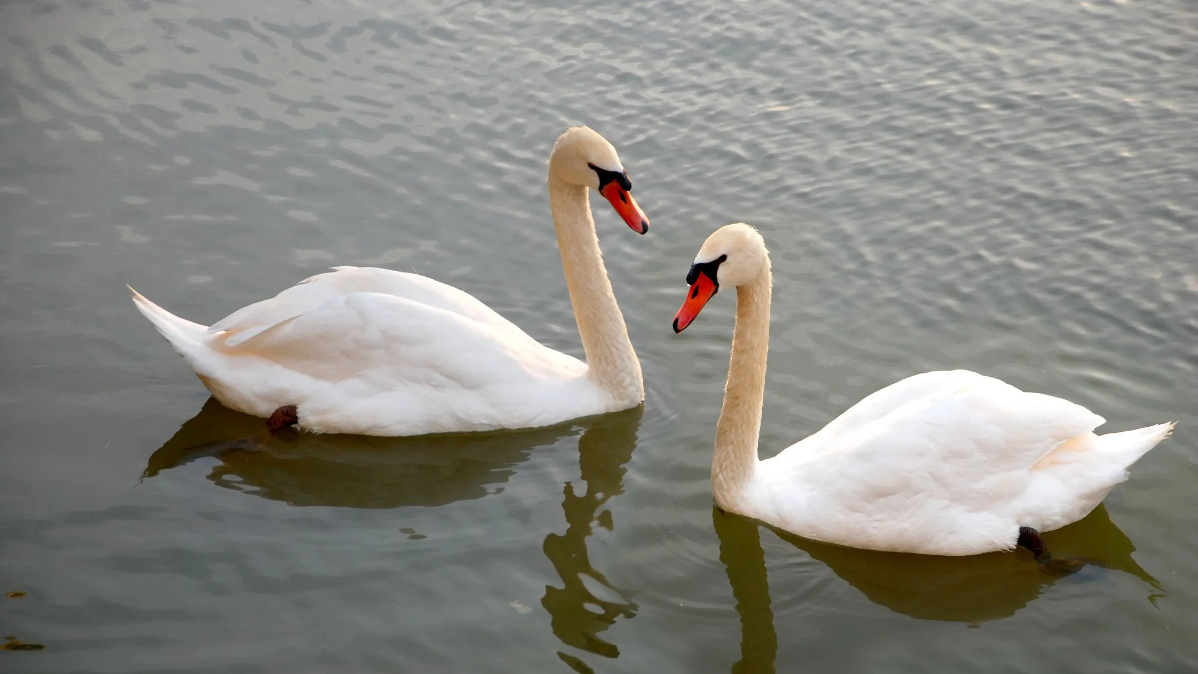 Two white swans facing each other on calm water.